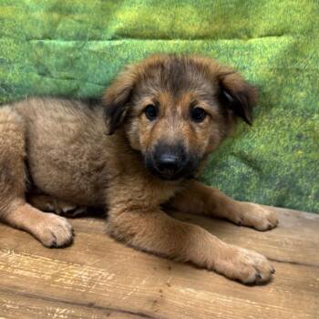 Josh -  Shepherd and Labrador Retriever Dog for Adoption in Normal, Illinois - Josh | PetCurious