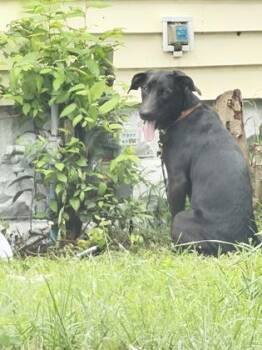 Heather -  Labrador Retriever and Mixed Breed Dog for Adoption in South Bend, Indiana - Heather | PetCurious