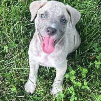 Everett -  American Staffordshire Terrier and Mixed Breed Dog for Adoption in Georgetown, Kentucky - Everett | PetCurious