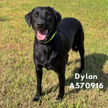 DYLAN -  Labrador Retriever Dog for Adoption - DYLAN | PetCurious