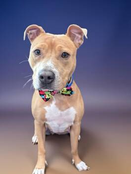 Pit Bull Terrier and Mixed Breed Dogs Available for Adoption in Pembroke, Massachusetts - Nayla | PetCurious