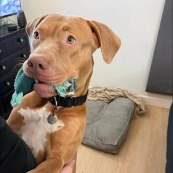 Rescue Pit Bull Terrier Dogs for Adoption in Oak Park, Illinois - Maeve | PetCurious