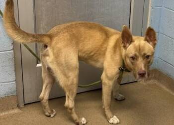 Jeromy -  Mixed Breed Dog for Adoption in Chamblee, Georgia - Jeromy | PetCurious