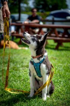 Lottie -  Husky Dog for Adoption in Mississauga, Ontario - Lottie | PetCurious
