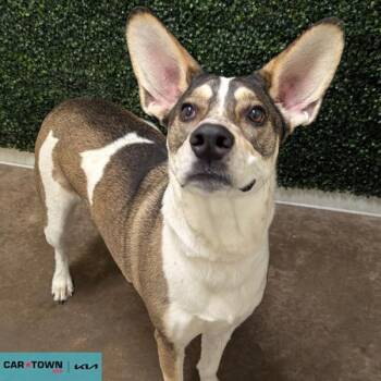 Shepherd Dogs Available for Adoption - Bandit | PetCurious