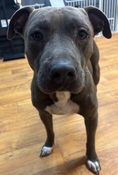 Jabarkus -  Mixed Breed Dog for Adoption in Ocala, Florida - Jabarkus | PetCurious