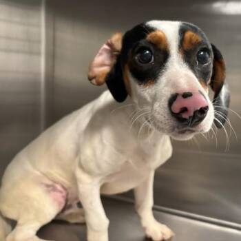 Clyde -  Dachshund Dog for Adoption in Des Moines, Iowa - Clyde | PetCurious