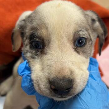 Armani -  Hound and Mixed Breed Dog for Adoption in Birmingham, Alabama - Armani | PetCurious