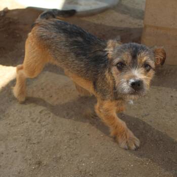 Monica -  Terrier Dog for Adoption in Yucca Valley, California - Monica | PetCurious