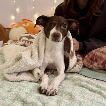 Ginger (Ariel) -  Chihuahua and Jack Russell Terrier Dog for Adoption in Reisterstown, Maryland - Ginger (Ariel) | PetCurious