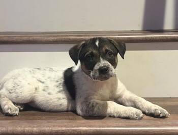 Johnny -  Australian Shepherd and Mixed Breed Dog for Adoption in Kannapolis, North Carolina - Johnny | PetCurious
