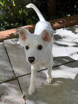 Bobbie -  Border Collie Dog for Adoption in Salt Lake City, Utah - Bobbie | PetCurious