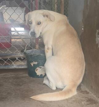 Maxie -  Labrador Retriever Dog for Adoption in Tacoma, Washington - Maxie | PetCurious
