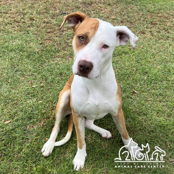 Rescue Pit Bull Terrier Dogs for Adoption in Irvine, California - DUCKY | PetCurious