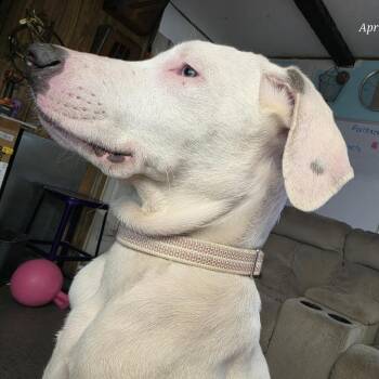 American Staffordshire Terrier and Great Dane Dogs Available for Adoption in West Richland, Washington - Sugar | PetCurious