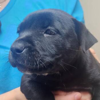 Wednesday -  Black Labrador Retriever and Mixed Breed Dog for Adoption in Tyler, Texas - Wednesday | PetCurious