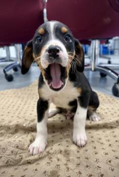Cattle Dog and Beagle Dogs Available for Adoption in Kalamazoo, Michigan - Fizzy | PetCurious