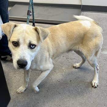 Atlas -  Mixed Breed Dog for Adoption in Las Cruces, New Mexico - Atlas | PetCurious