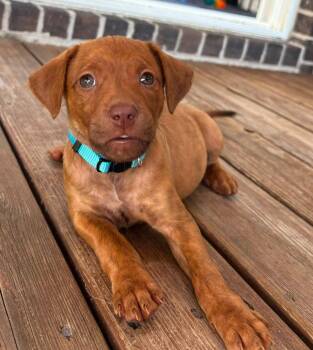 Methodical -  Pit Bull Terrier Dog for Adoption in Newport, Kentucky - Methodical | PetCurious