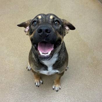 Braxton -  Shepherd and Mixed Breed Dog for Adoption in Corpus Christi, Texas - Braxton | PetCurious