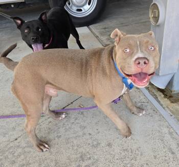 Papas -  American Staffordshire Terrier Dog for Adoption in Benbrook, Texas - Papas | PetCurious