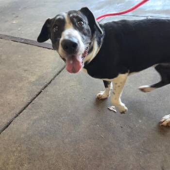 Sheeba -  Collie Dog for Adoption in Birmingham, Alabama - Sheeba | PetCurious