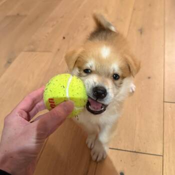 German Shepherd Dog Dogs Available for Adoption in New York, New York - Apollo | PetCurious