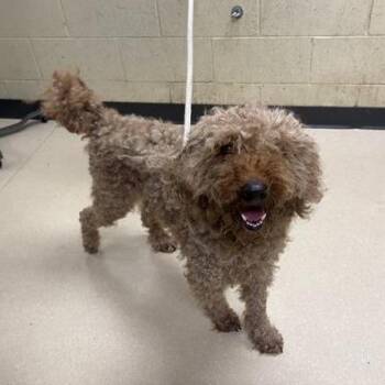 Ryan -  Standard Poodle and Mixed Breed Dog for Adoption in Madison, Wisconsin - Ryan | PetCurious