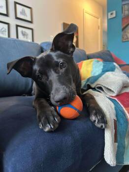 Labrador Retriever and Hound Dogs Available for Adoption in Holly Springs, North Carolina - Seppia | PetCurious