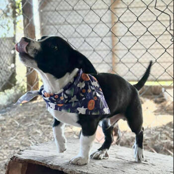 Rescue Mixed Breed Dogs for Adoption in Rockville, Maryland - Texas Ranger | PetCurious