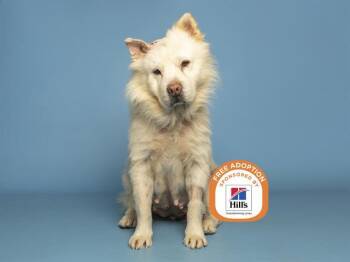 BLANCA -  Chow Chow Dog for Adoption in Phoenix, Arizona - BLANCA | PetCurious