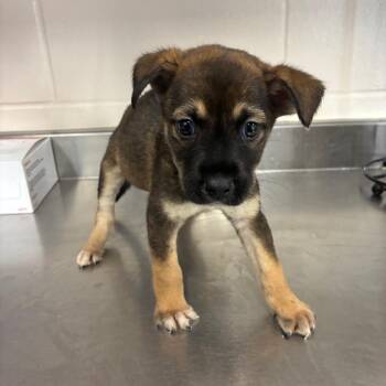 Shepherd Dogs Available for Adoption in San Antonio, Texas - Sonny | PetCurious