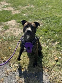 Rescue Pit Bull Terrier Dogs for Adoption in Hilton, New York - Lola | PetCurious