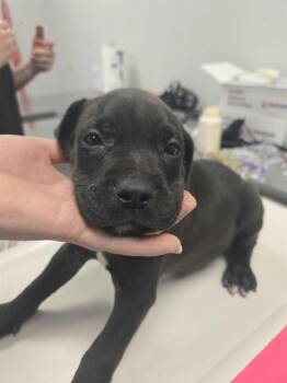 ADAMS -  Pit Bull Terrier and Mixed Breed Dog for Adoption in Corpus Christi, Texas - ADAMS | PetCurious