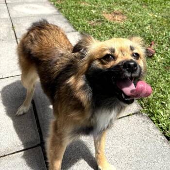 Poppy -  Terrier and Mixed Breed Dog for Adoption in Keaau, Hawaii - Poppy | PetCurious