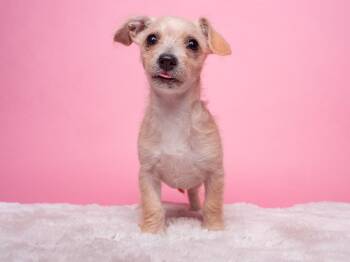 Yorkshire Terrier and Chihuahua Dogs Available for Adoption - AWNW: Whatsit | PetCurious