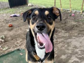 Mixed Breed Dogs Available for Adoption in Georgetown, Texas - Willow | PetCurious