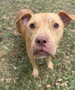 Rescue Pit Bull Terrier and Mixed Breed Dogs for Adoption in Texas City, Texas - CINNAMON | PetCurious