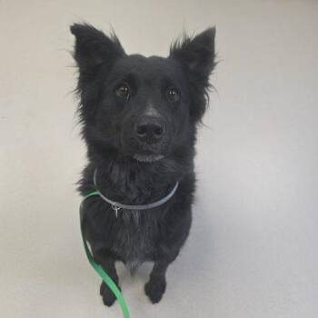 Sarai -  Collie and Mixed Breed Dog for Adoption in Grand Junction, Colorado - Sarai | PetCurious