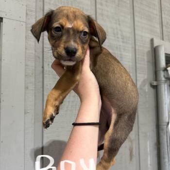 Labrador Retriever and Staffordshire Bull Terrier Dogs Available for Adoption in Amory, Mississippi - Potato 032301A | PetCurious