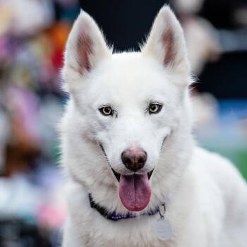 Fiona -  Husky and White German Shepherd Dog for Adoption in Torrance, California - Fiona | PetCurious