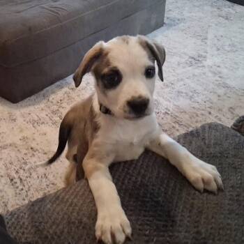 Blazer -  Pit Bull Terrier Dog for Adoption in Thornton, Colorado - Blazer | PetCurious
