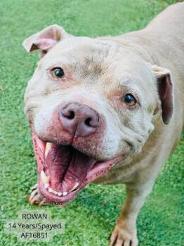 Rowan -  Pit Bull Terrier and Mixed Breed Dog for Adoption - Rowan | PetCurious