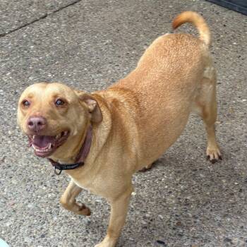 Rescue Mixed Breed Dogs for Adoption in Charleston, West Virginia - Sky | PetCurious