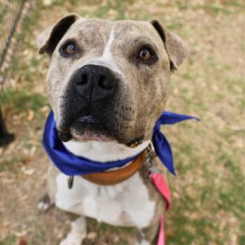 American Staffordshire Terrier Dogs Available for Adoption in San Antonio, Texas - MISO | PetCurious