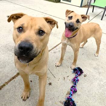 Shepherd Dogs Available for Adoption in Michigan City, Indiana - Sheeba | PetCurious