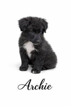 Mixed Breed Dogs Available for Adoption in Sylvania, Georgia - Archie | PetCurious