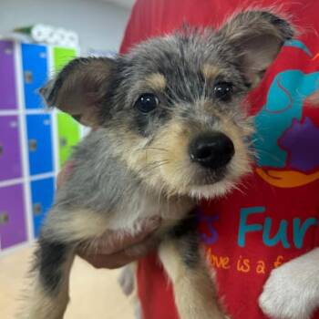 Cookies & Cream -  Cardigan Welsh Corgi and Australian Shepherd Dog for Adoption in Tyler, Texas - Cookies & Cream | PetCurious