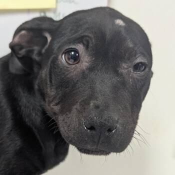 Terrier Dogs Available for Adoption - Luna | PetCurious