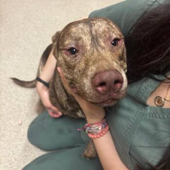 Pit Bull Terrier Dogs Available for Adoption in Bristol, Indiana - Pinky | PetCurious